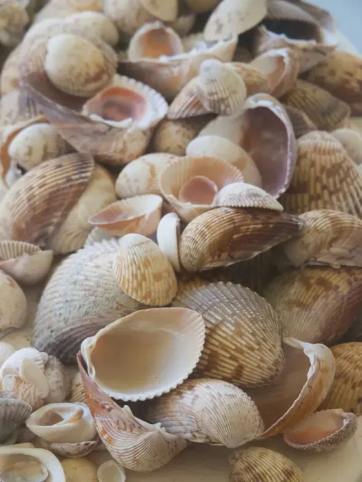 Framed Print : Shells Gathered on Beaches of Sanibel Island, Florida, USA Framed Print : Shells Gathered on Beaches of Sanibel Island, Florida, USA