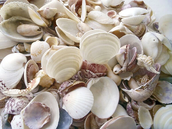 Shells Gathered on Beaches of Sanibel Island, Florida, USA
