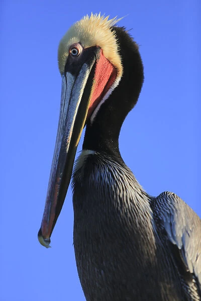 Shelter Island, San Diego, California. Pelican with large eyes bows its head