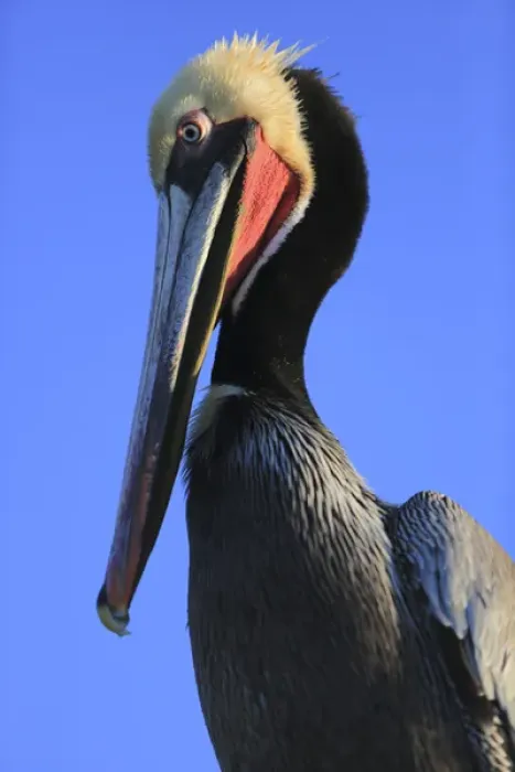Framed Print : Shelter Island, San Diego, California. Pelican with large eyes bows its head Framed Print : Shelter Island, San Diego, California. Pelican with large eyes bows its head