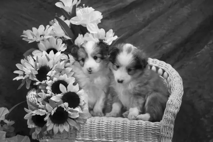 Framed Print : Sheltie Puppies Framed Print : Sheltie Puppies