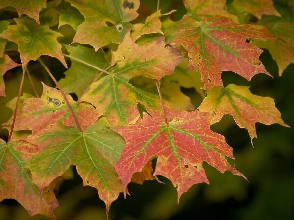 Shenandoah National Park, VA, early fall color in sugar maple