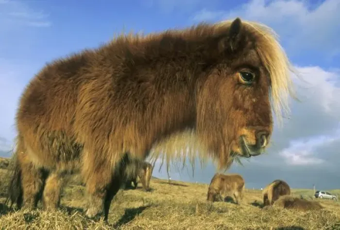 Framed Print : Shetland Pony, mainland Shetland Islands, stongest horse for size, Scotland, UK