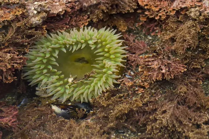Framed Print : Shi Shi Beach low tide. Luxuriant tide pools. Giant Green Anemone (Anthopleura xanthogrammica)
