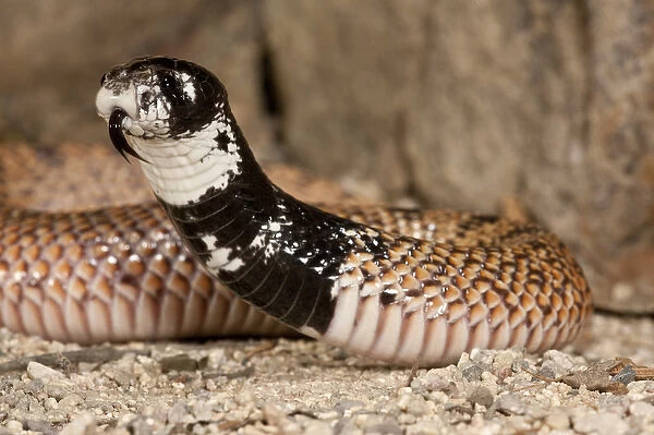 Shield Nose Cobra Aspidelaps scutulatus Native to South Africa