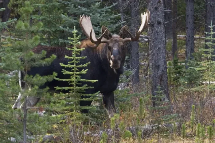 Framed Print : Shiras Bull Moose Framed Print : Shiras Bull Moose