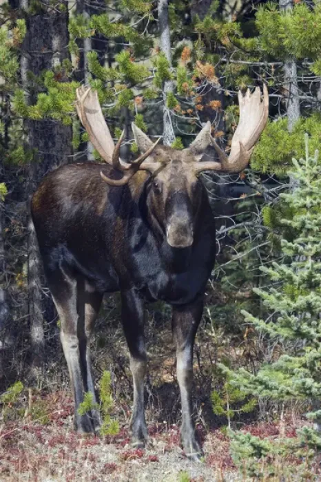 Framed Print : Shiras Bull Moose Framed Print : Shiras Bull Moose