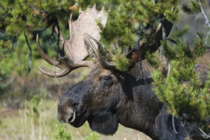 Framed Print : Shiras Bull Moose Framed Print : Shiras Bull Moose