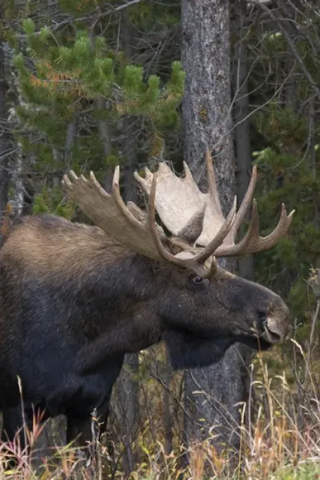 Framed Print : Shiras Bull Moose