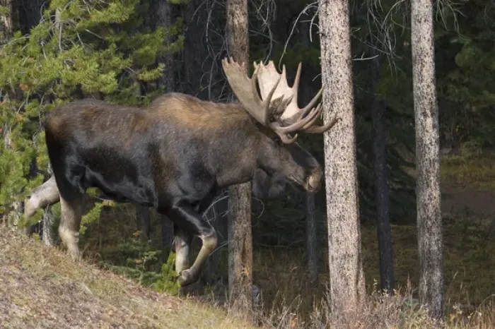 Framed Print : Shiras Bull Moose Framed Print : Shiras Bull Moose