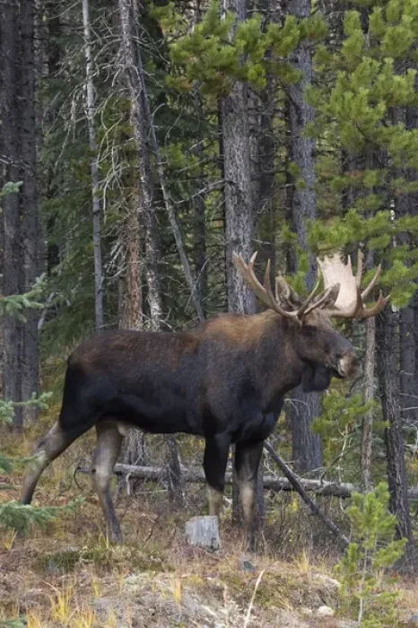 Framed Print : Shiras Bull Moose Framed Print : Shiras Bull Moose