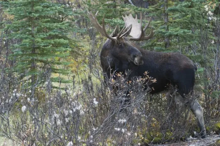 Framed Print : Shiras Bull Moose Framed Print : Shiras Bull Moose