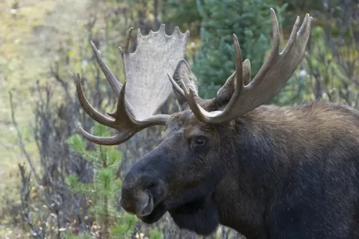 Framed Print : Shiras Bull Moose Framed Print : Shiras Bull Moose