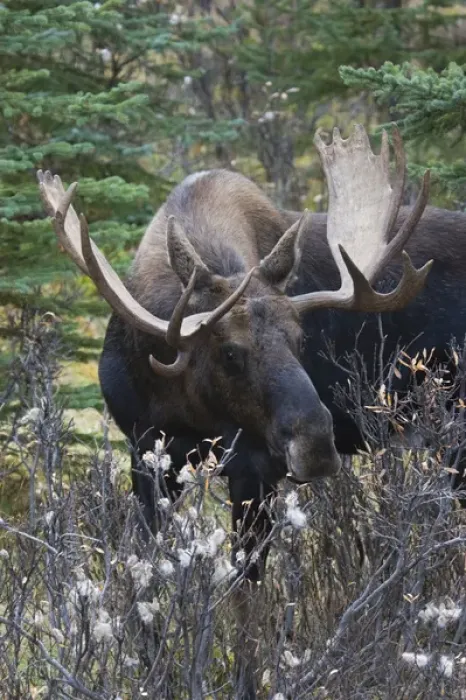 Framed Print : Shiras Bull Moose Framed Print : Shiras Bull Moose