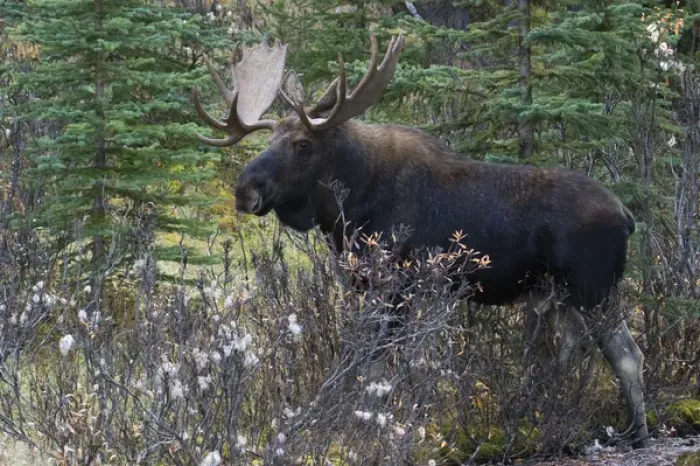 Framed Print : Shiras Bull Moose Framed Print : Shiras Bull Moose