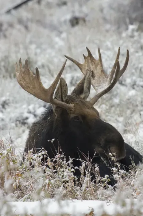 Framed Print : Shiras Bull Moose Framed Print : Shiras Bull Moose