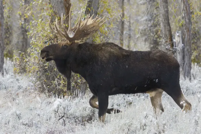 Framed Print : Shiras bull moose Framed Print : Shiras bull moose