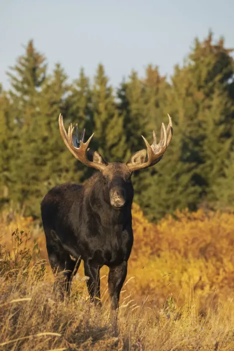 Framed Print : Shiras bull moose Framed Print : Shiras bull moose