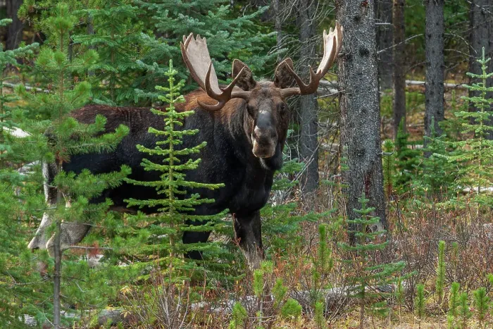 Framed Print : Shiras bull moose