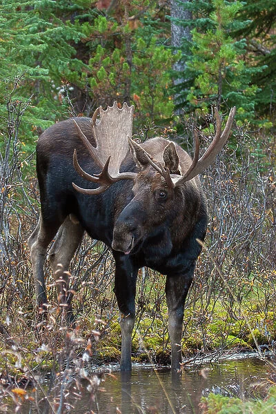Shiras bull moose