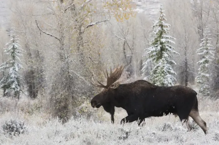 Framed Print : Shiras Bull Moose, Autumn Snow