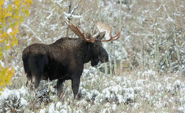 Shiras bull moose, autumn snow