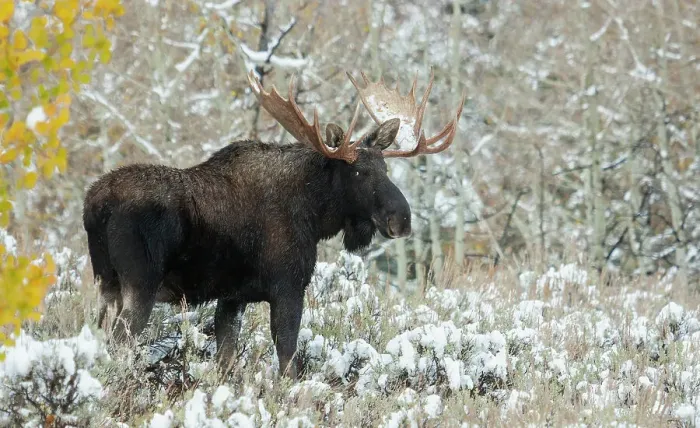 Framed Print : Shiras bull moose, autumn snow Framed Print : Shiras bull moose, autumn snow