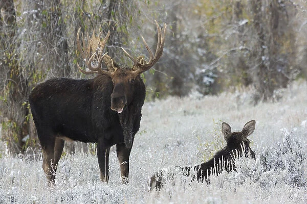 Shiras bull moose courting cow moose