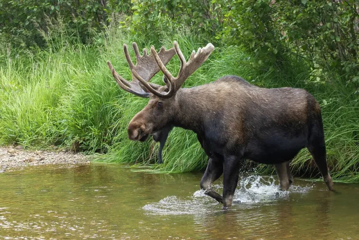 Framed Print : Shiras bull moose, crossing stream Framed Print : Shiras bull moose, crossing stream