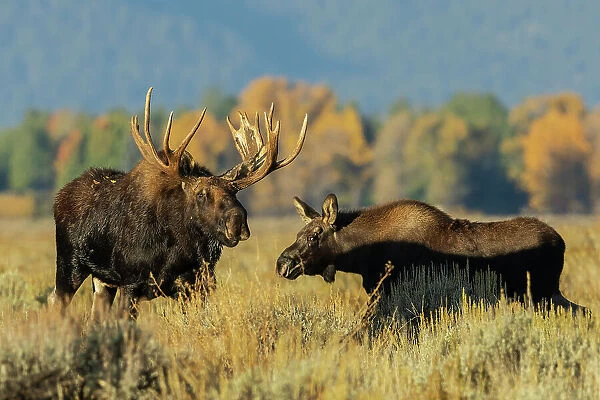 Shiras bull moose encounters a calf moose in autumn light, USA. Wyoming