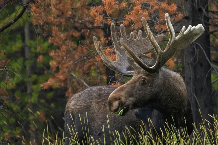 Framed Print : Shiras bull moose, foraging Framed Print : Shiras bull moose, foraging