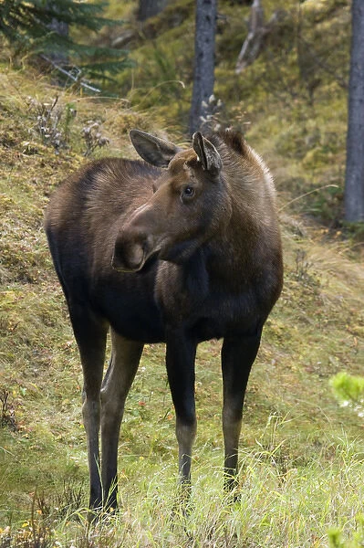 Shiras Cow Moose