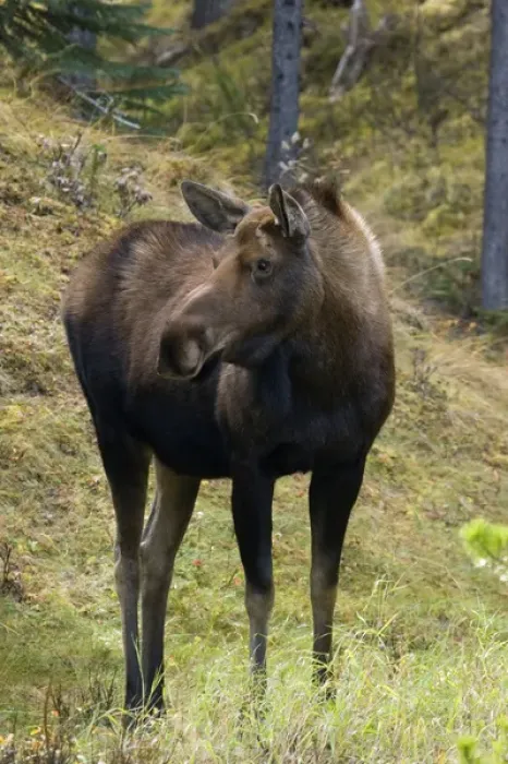 Framed Print : Shiras Cow Moose Framed Print : Shiras Cow Moose