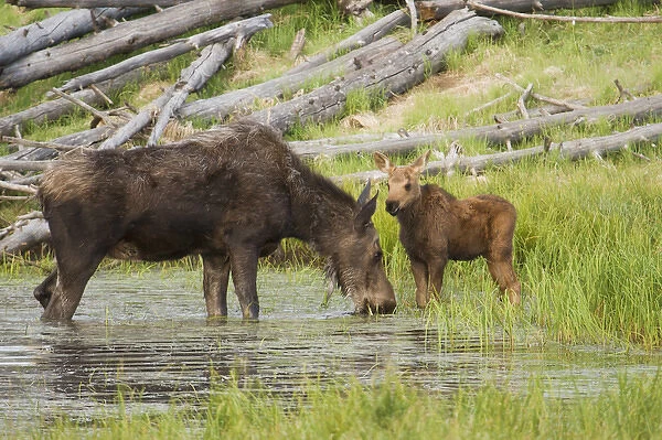 Shiras Cow Moose with Calf