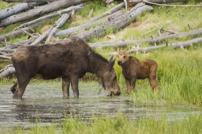 Framed Print : Shiras Cow Moose with Calf Framed Print : Shiras Cow Moose with Calf