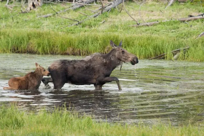 Framed Print : Shiras Cow Moose with Calf