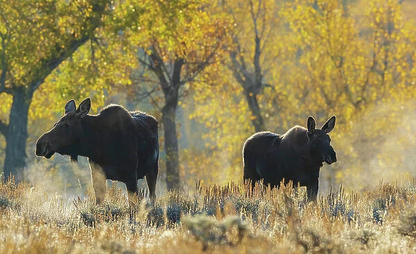 Shiras moose cow with her calf in autumn light, USA. Wyoming