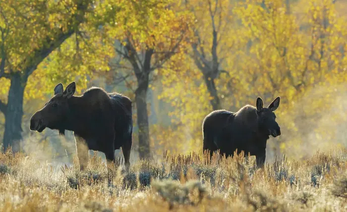 Framed Print : Shiras moose cow with her calf in autumn light, USA. Wyoming