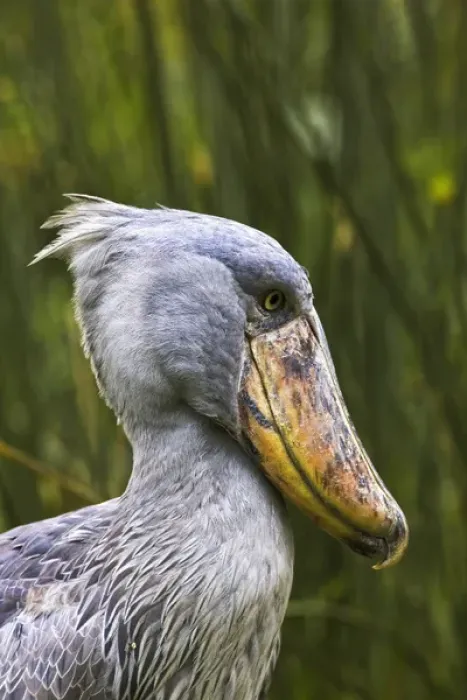 Framed Print : Shoebill (Balaeniceps rex) portrait. Uganda, Entebbe, Uganda Wildlife Education Centre
