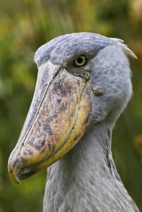 Framed Print : Shoebill (Balaeniceps rex) portrait. Uganda, Entebbe, Uganda Wildlife Education Centre Framed Print : Shoebill (Balaeniceps rex) portrait. Uganda, Entebbe, Uganda Wildlife Education Centre