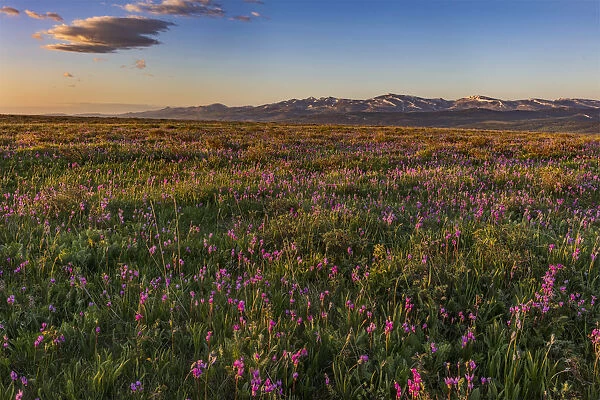 Shooting star wildflowers and the Rocky Mountain Front Range near East Glacier, Montana