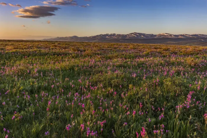Framed Print : Shooting star wildflowers and the Rocky Mountain Front Range near East Glacier, Montana Framed Print : Shooting star wildflowers and the Rocky Mountain Front Range near East Glacier, Montana