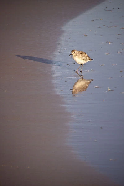 Shorebird (plover) on beach, Daytona Beach, FL
