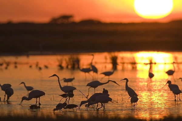 Shorebirds feeding at sunset, Welder flats, Texas
