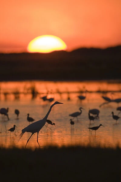 Shorebirds feeding at sunset, Welder flats, Texas