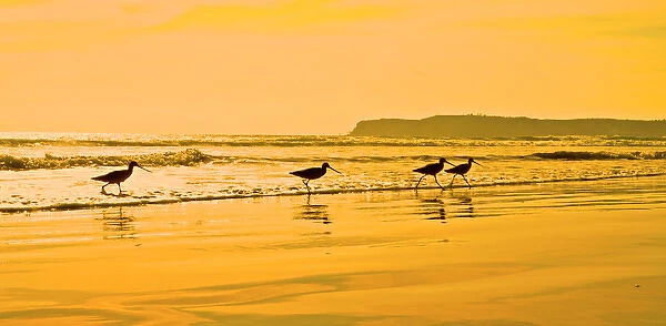 Shorebirds race the evening tide on a California beach