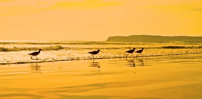 Framed Print : Shorebirds race the evening tide on a California beach Framed Print : Shorebirds race the evening tide on a California beach