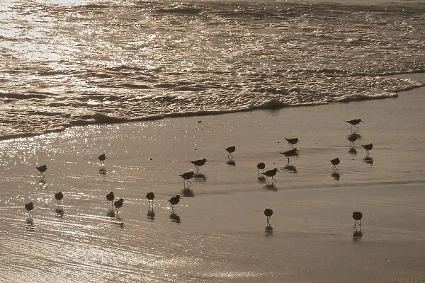 Shorebirds (sanderlings) at edge of Pacific Ocean, Crystal Cove State Park, California