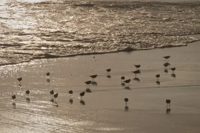 Framed Print : Shorebirds (sanderlings) at edge of Pacific Ocean, Crystal Cove State Park, California