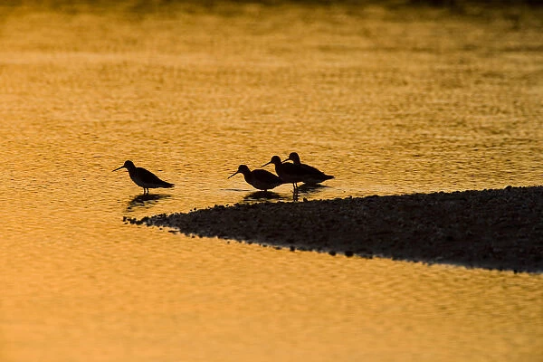 Shorebirds at sunrise at the mouth of the Connecticut River in Old Lyme, Connecticut
